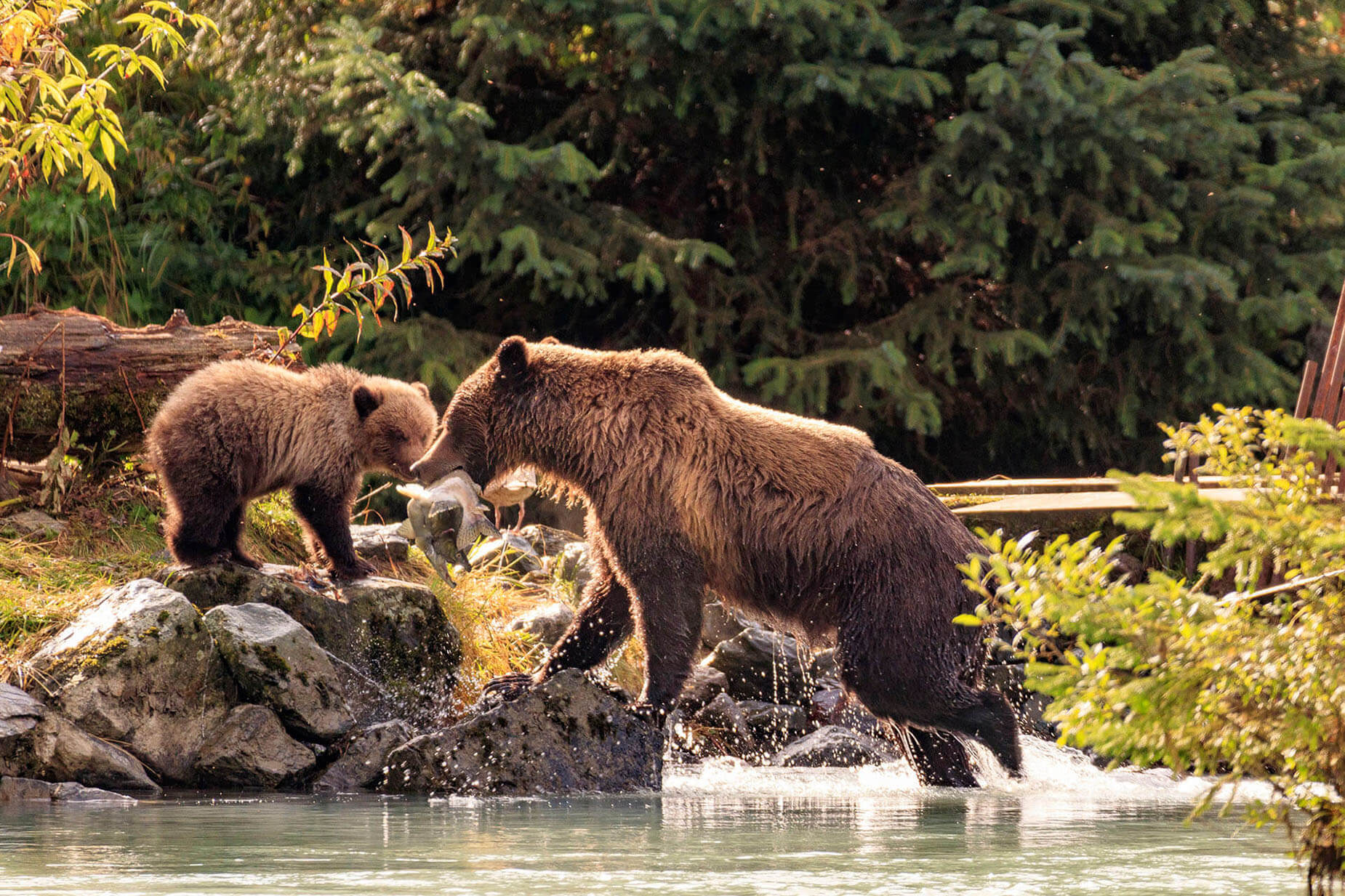 Bear Viewing Alaska slide 2
