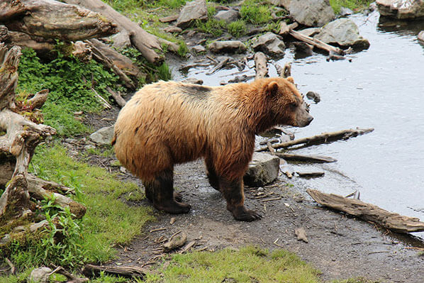 Homer Alaska Bear