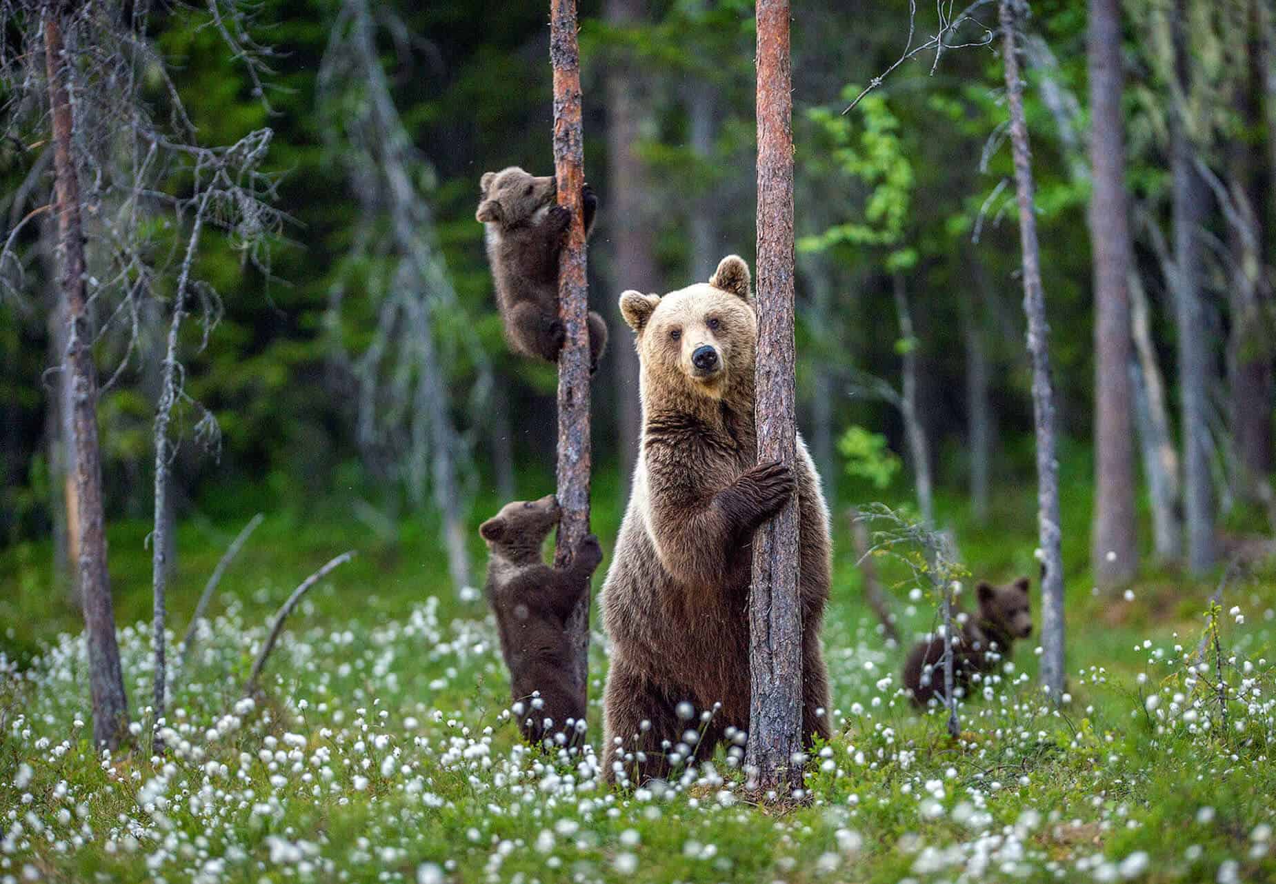 Bear-Viewing-Alaska-slide-4-min